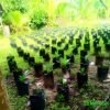 Dugaan Aktivitas Sawit di Enggano Menguat, Warga Desak Perbup Larangan Segera Diterbitkan