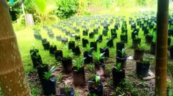 Dugaan Aktivitas Sawit di Enggano Menguat, Warga Desak Perbup Larangan Segera Diterbitkan