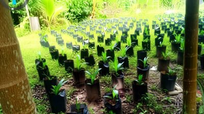 Dugaan Aktivitas Sawit di Enggano Menguat, Warga Desak Perbup Larangan Segera Diterbitkan