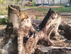Proyek Pengaman Pantai Enggano Rp17,2 M Mulai Dikerjakan, Pemdes Ka’ana Keluhkan Penebangan Pohon Kelapa Tanpa Koordinasi
