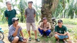 Sengketa Lahan Bergulir ke Lapangan, Panen Sawit Picu Ketegangan di Padang Betuah
